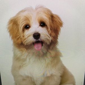 Meet your Posher, Oliver